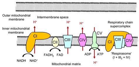 Ijms Free Full Text Mechanisms Underlying The Regulation Of