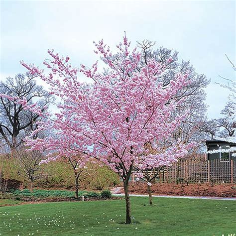 Flowering Cherry Tree Pink Perfection
