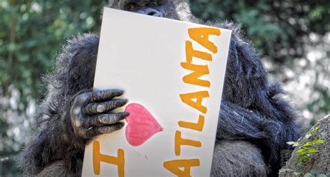 Ivan The Gorilla Is A True Story See His Incredible Paintings