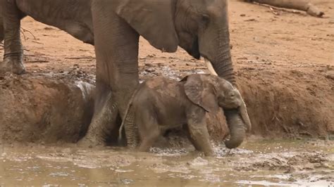 Inspiring Videos Watch This Touching Video Of An Elephant Mom