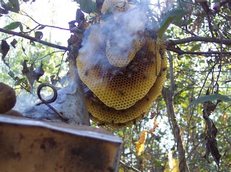 Simple And Easy Ways To Remove Beehive From Your Balcony Or Tree Check Here The Simple Tips