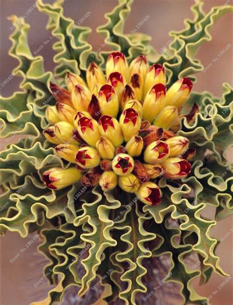 Vegetable illustration nature illustration floral illustrations botanical illustration graphic illustration cactus drawing cactus art succulents drawing vintage botanical prints. 200 unids 24 Tipos Lithops semillas de Piedra Viva Flor de ...