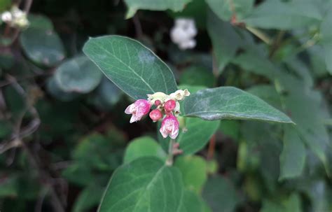 Symphoricarpos Trees And Shrubs Online