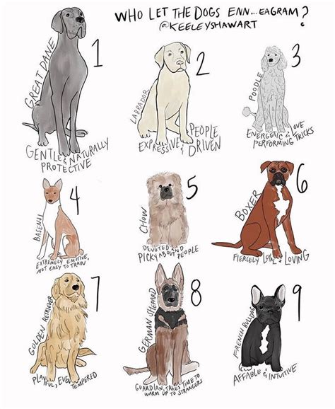 What Dog Breed Matches Your Mbti Personality Infographics Archive In