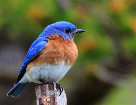 Latest Collection Of 25 Bluebird Pictures