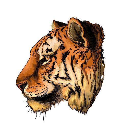 portrait de tête de tigre à partir d une touche d aquarelle dessin