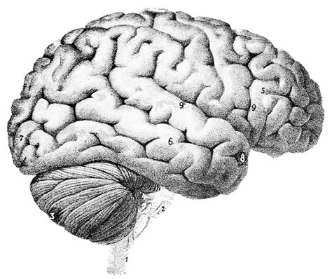 Questioning a study on pot and brain changes | Cannabis Chronicles