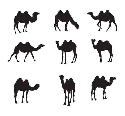 Premium Vector A Vector Collection Of Camels