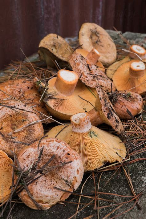 Fresh Pine Mushrooms Just Harvested By Stocksy Contributor Rowena