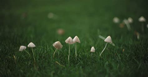 Get your fill of everyday. How to Get Rid of Mushrooms in Yard Once and For All ...