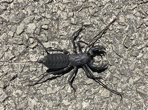 15 Bugs That Look Like Scorpions But They Arent