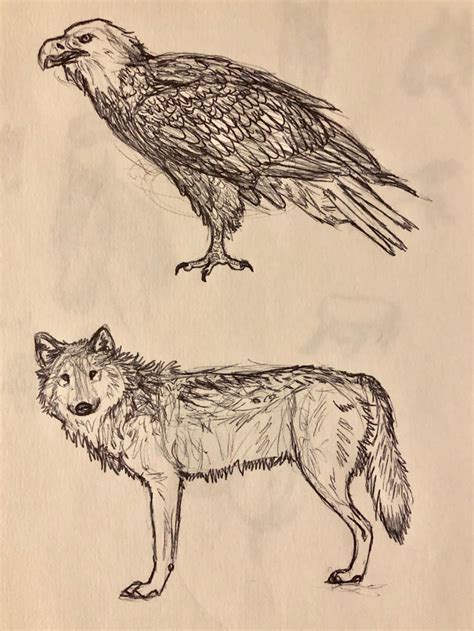 Eagle And Wolf By Silversandshark On Deviantart