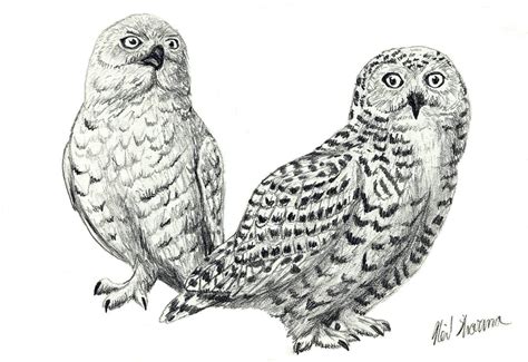 Snowy Owls By Tigergod On Deviantart
