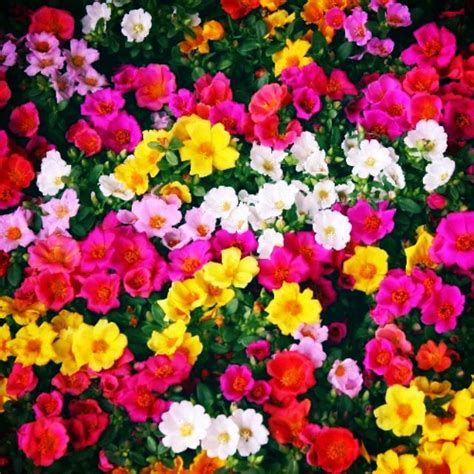 Bunga rose jepun opslag facebook. Biji benih portulaca ros jepun Japan rose seeds | bunga ...