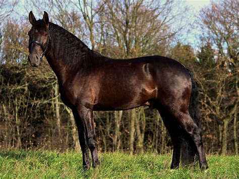 french trotter posing horses dartmoor pony horse breeds