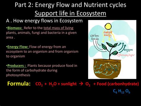 Ppt Part 2 Energy Flow And Nutrient Cycles Support Life In Ecosystem