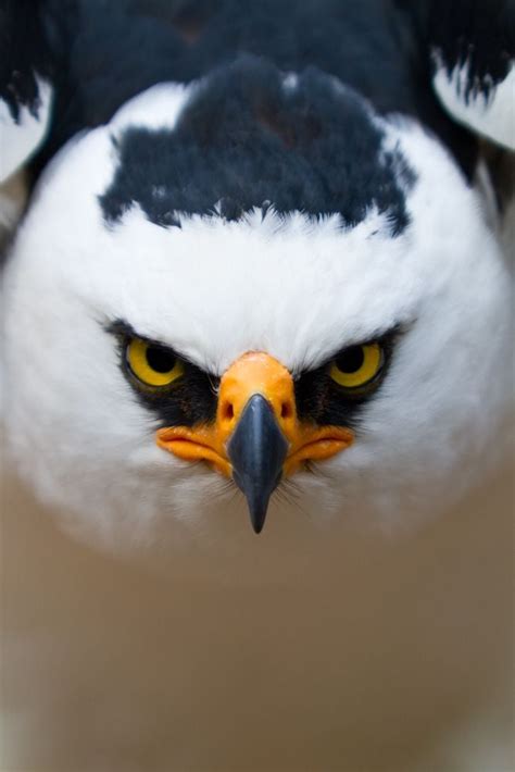 The Black And White Hawk Eagle Is One Of The Most Beautiful Birds Of