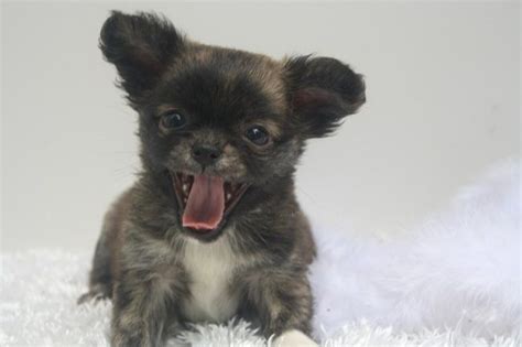 We specialize in healthy blues. teacup chihuahua puppies for sale in indiana | Zoe Fans ...