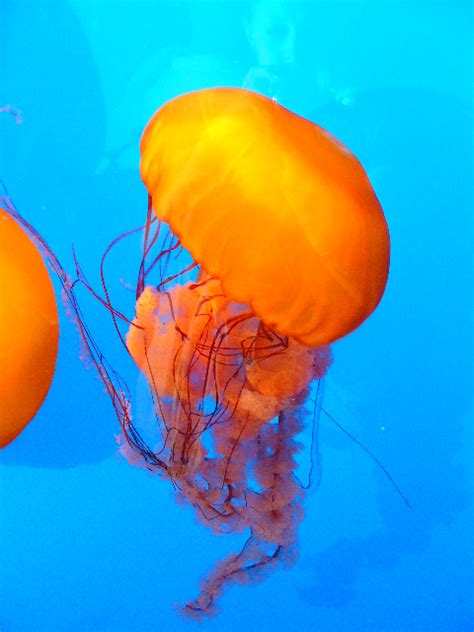Jellyfish Gallery Ebaums World