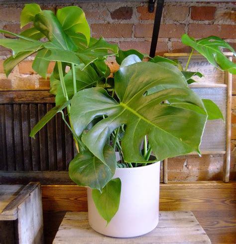 Monstera Deliciosa | Plants, House plants indoor, Indoor garden
