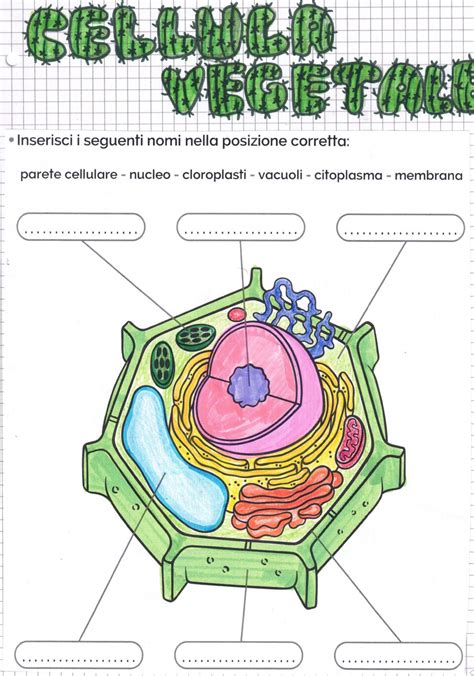 Cellula Animale E Cellula Vegetale Scienze Classe Quarta Maestra