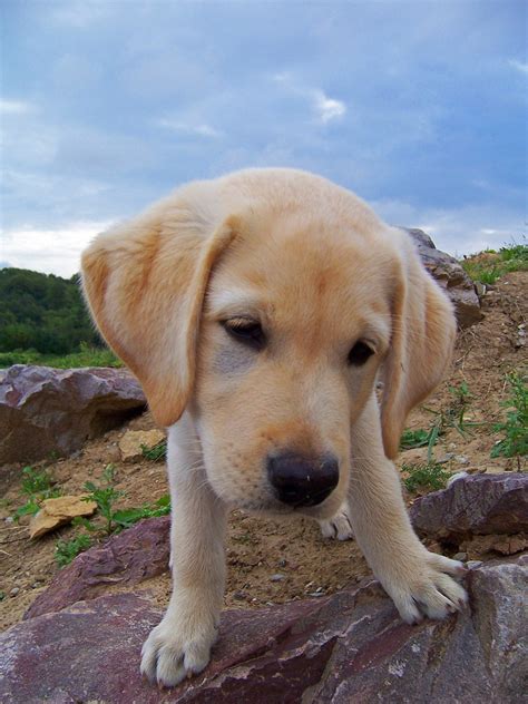 We do not post pictures or prices of the puppies we have in, because the puppies do find homes very lab. Labrador Retriever Puppies For Sale | Pavoorchatram, TN ...