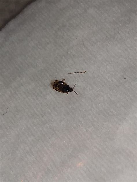 What Is This Please Is It A Bed Bug