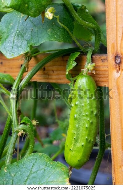 Heirloom Cucumbers Photos And Images Shutterstock