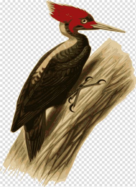 Woody Woodpecker Bird European Green Woodpecker Pileated Woodpecker