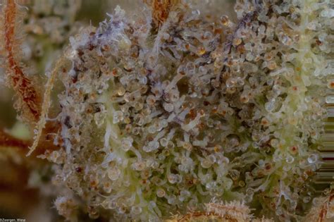 A Close Look At Some Amber Trichomes In This Gorilla Glue 4 Still