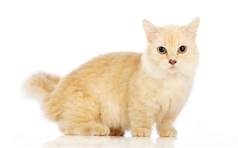 Ragdoll Munchkin Mix Cat Everything You Need To Know