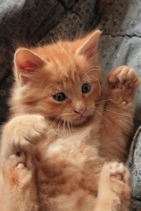 17 Images About Fluffy Ginger Kittens 3 On Pinterest