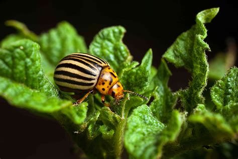 How To Control The Colorado Potato Beetle Organically