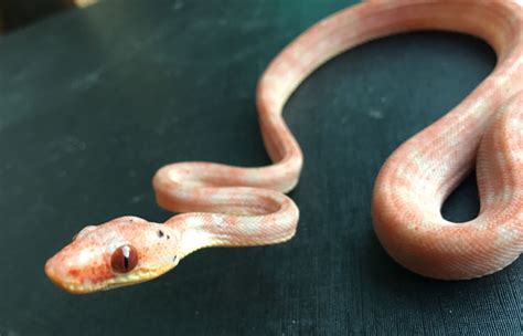 Pin By Stephan Tai Foek On Corallus Hortulanus Snake Animals White Lips
