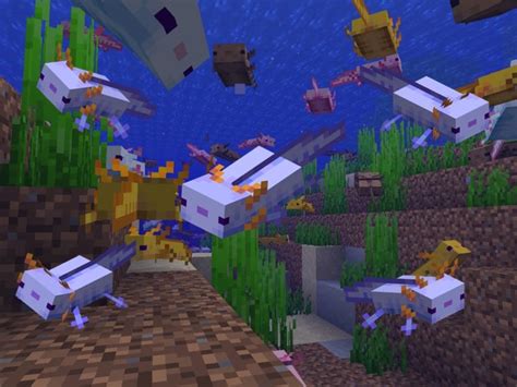 How To Get Blue Axolotls In Minecraft Gamepur