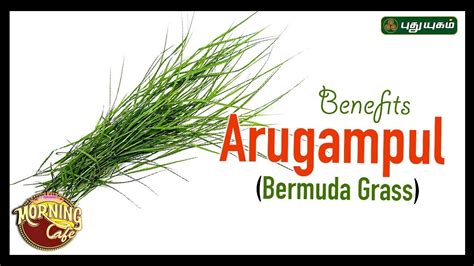 அருகம்புல்லின் பயன்கள் Surprising Health Benefits Of Bermuda Grass