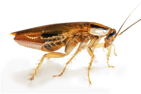 pregnant roach