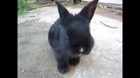 Little Rabbit Youtube