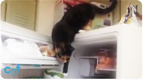 Sneaky Cat Steals Fish Lock Your Freezer Youtube