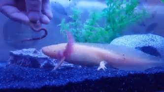 Axolotl Habitat Aquarium Axolotl For Sale Youtube