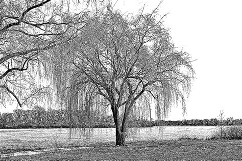 Willow Tree And Lake In Early Spring Stock Illustration Download