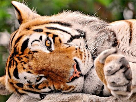 Tigre são lindos Animais silvestres Gatos selvagens Grandes felinos
