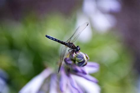 Dragonfly Photograph By Christopher Mcphail Fine Art America