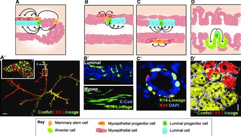 Mammary Gland Stem Cells In Normal Development Models Of Stem Cell