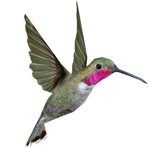 Hummingbird Png Background Image Png Mart