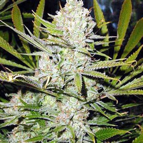 Buy Northern Lights Cannabis Seeds In Australia 2019