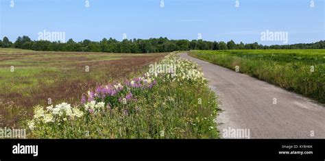 Fire Weed Bloom High Resolution Stock Photography And Images Alamy