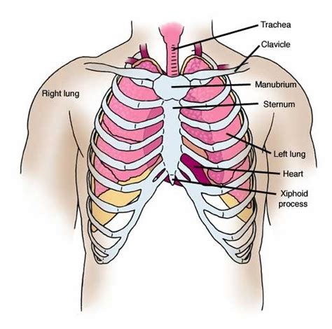 This page provides an overview of the chest muscle group. Does a chest X-ray view the front as well as the back of ...