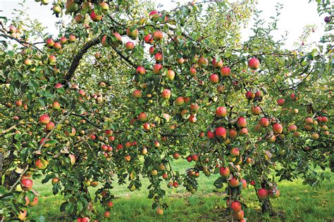 3 Ways To Help Your Fruit Trees Thrive The Seattle Times