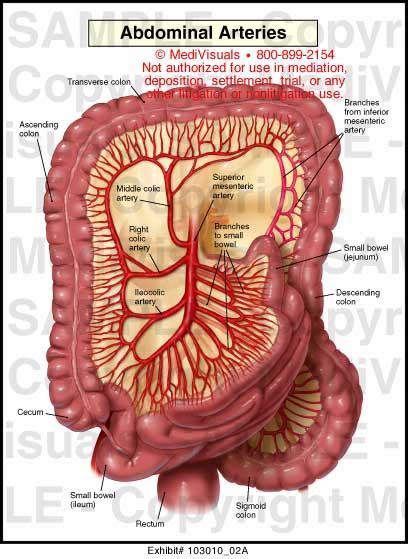 Abdominal Arteries Medical Illustration Medivisuals